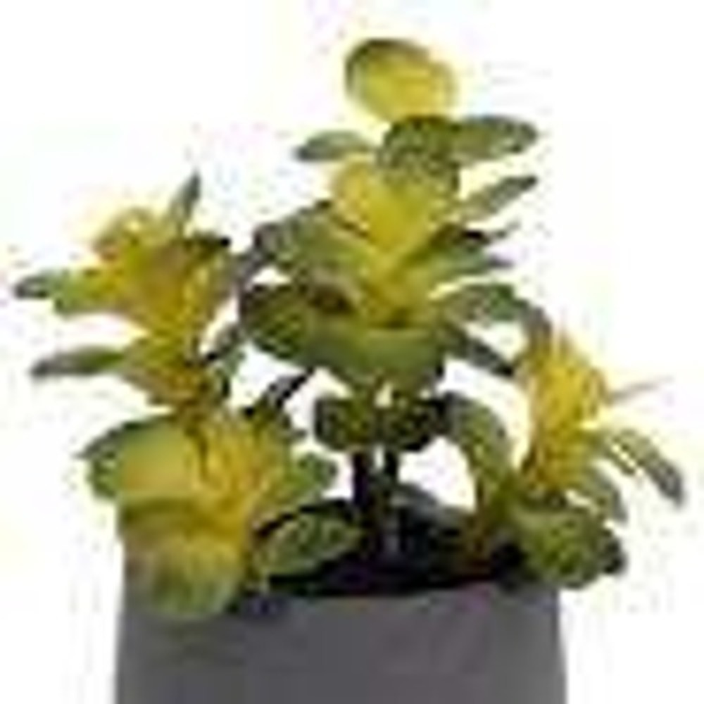 Set of 2 Allen + Roth Artificial Potted‎ Jade Plant 10 Inch Model 961134